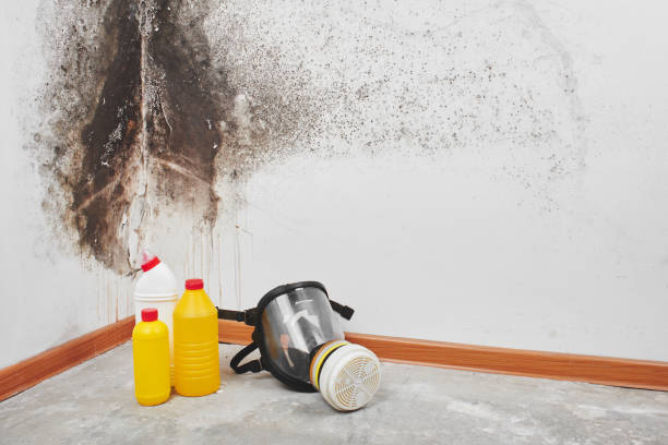 Best HVAC Mold Remediation in Pensacola Station, FL