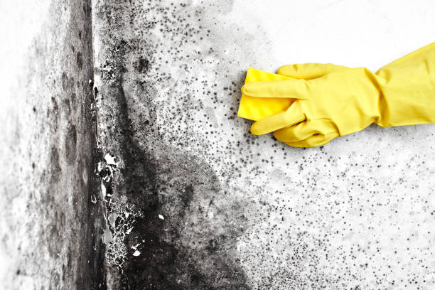 Best Emergency Mold Remediation in Pensacola Station, FL