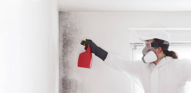 Best Industrial Mold Remediation in Pensacola Station, FL