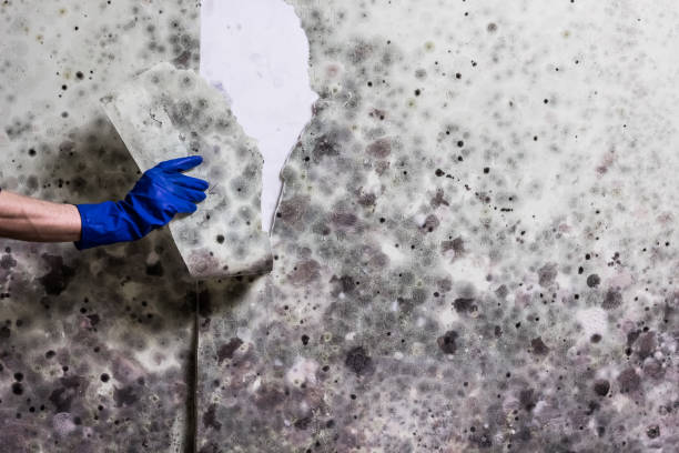 Best HVAC Mold Remediation in Pensacola Station, FL