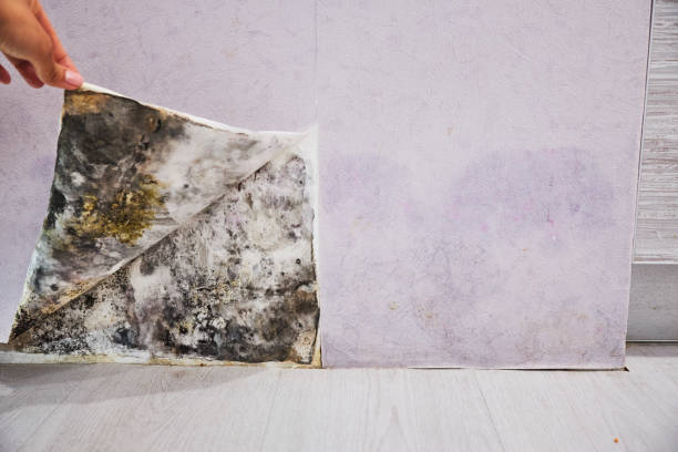 Professional Mold Remediation in Pensacola Station, FL